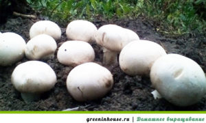 Açık havada Champignons