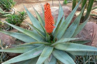 aloe barbadensis