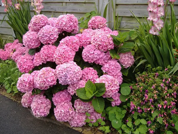 hydrangea paniculata vanilya çileği