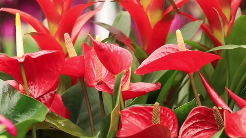 Anthurium andrianum