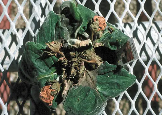 gloxinia hastalıkları