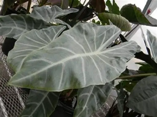 alocasia bitkisi