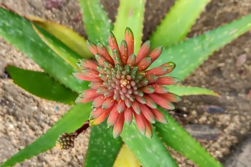 aloe çiçeği