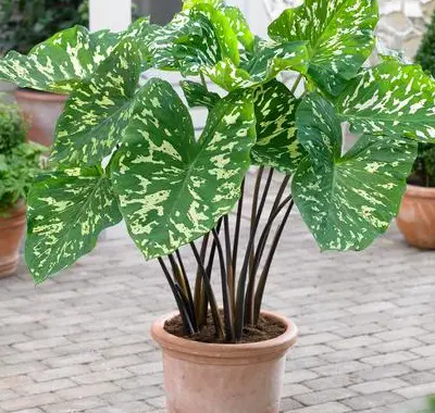 Alocasia'nın evde bakımı