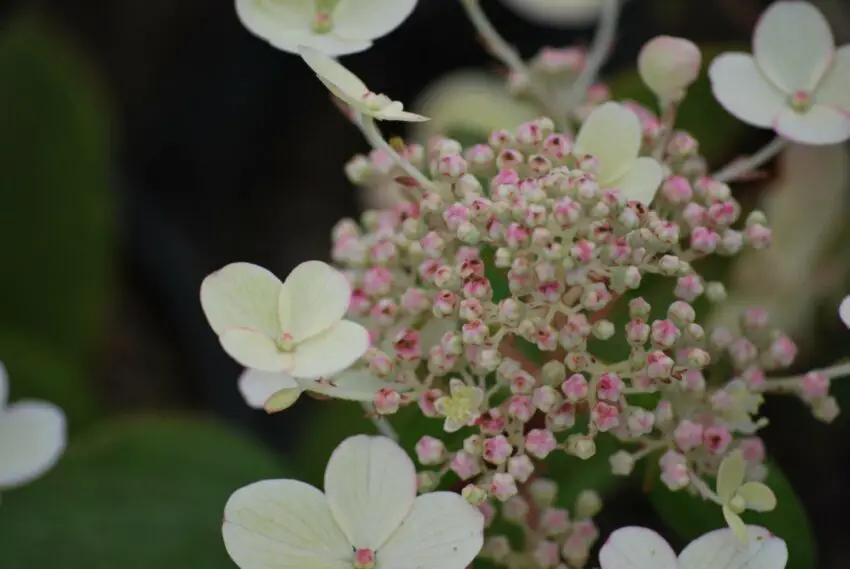 Hydrangea Airlie Sensation