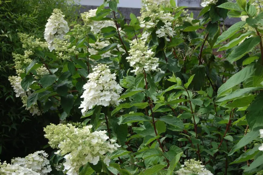 Hydrangea melodiate kyushu 