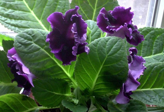 gloxinia çeşitleri 