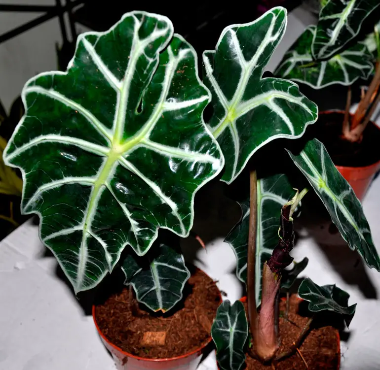 alocasia'nin evde çoğaltilmasi