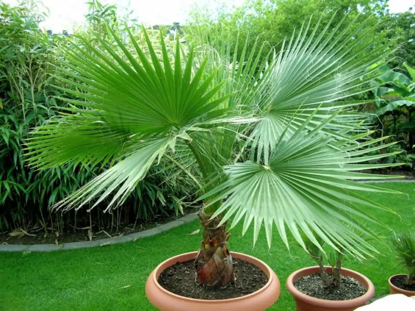 Washingtonia nitensis: Bitki bakımı nasıl yapılır?