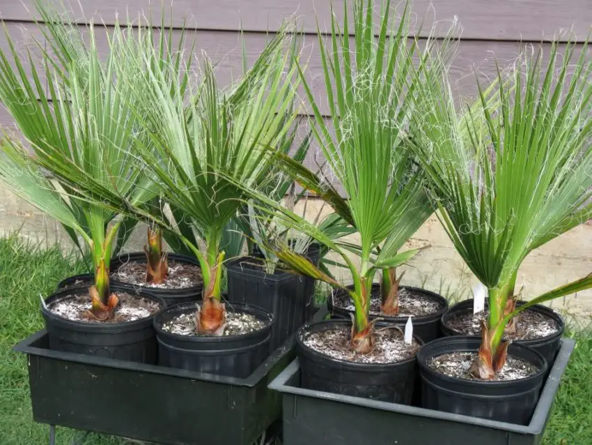 Washingtonia nitensis: Bitki bakımı nasıl yapılır?