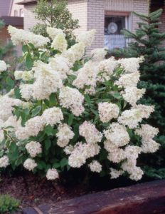 Hydrangea grandiflora