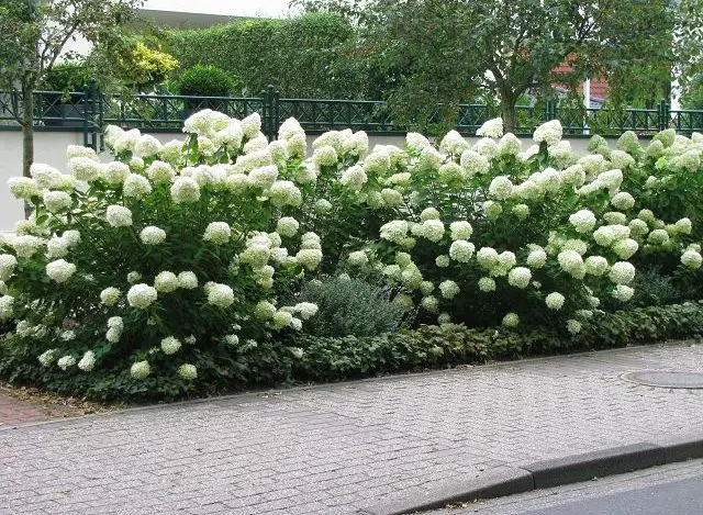 Hydrangea grandiflora: Çeşit tanımı, dikim ve bakım