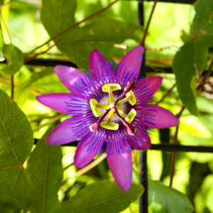 Passiflora: türleri, yararlı özellikleri, dikimi ve bakımı