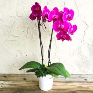 Phalaenopsis orkidesi: türler, bakım ve çoğaltma, hastalıklar ve zararlılar