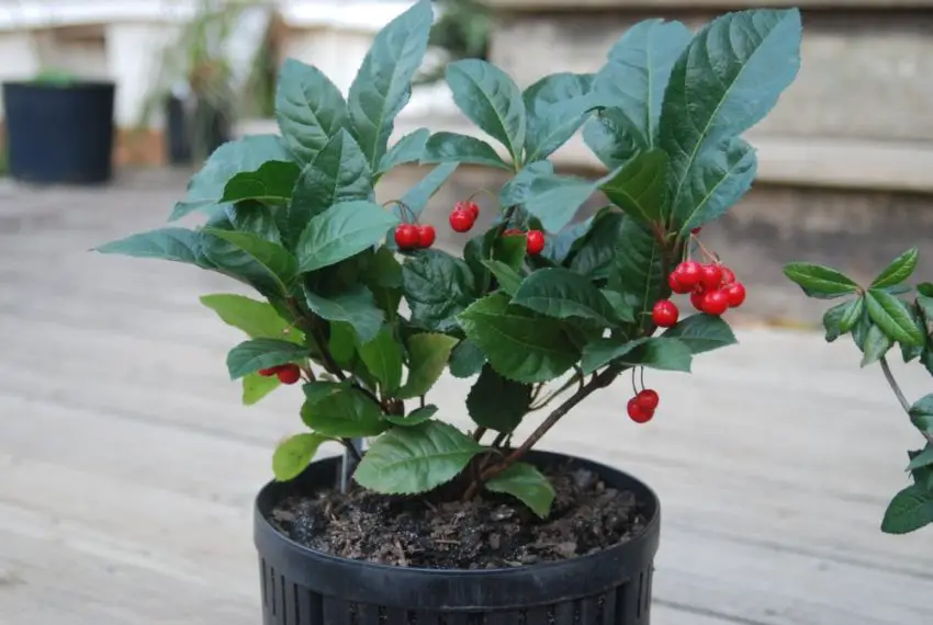 ardisia fotoğraf