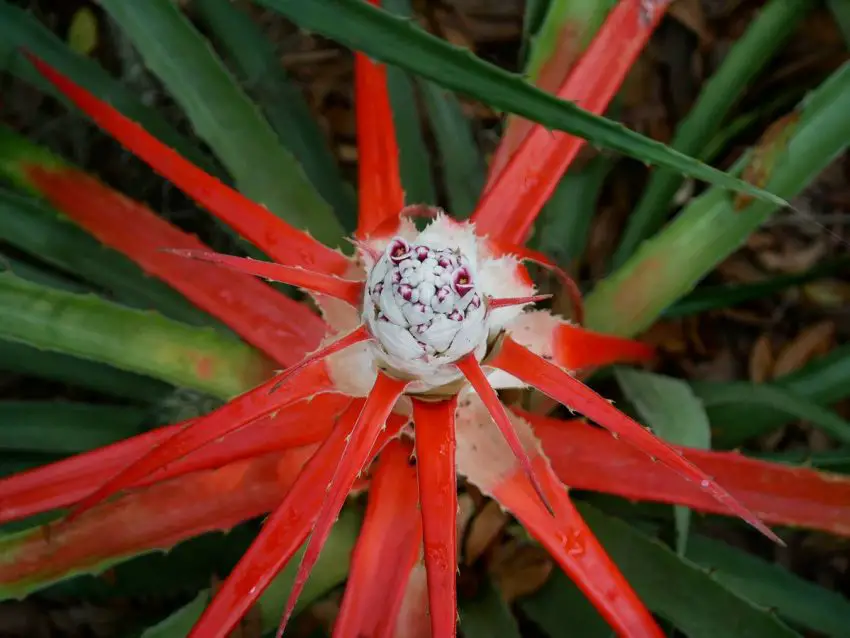 bromeliad pengueni