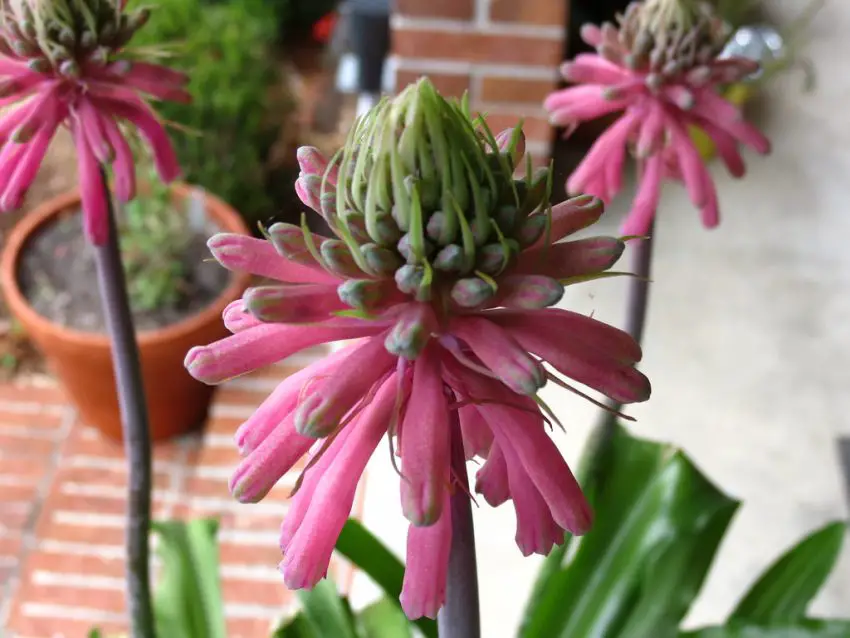 veltheimia fotoğraf