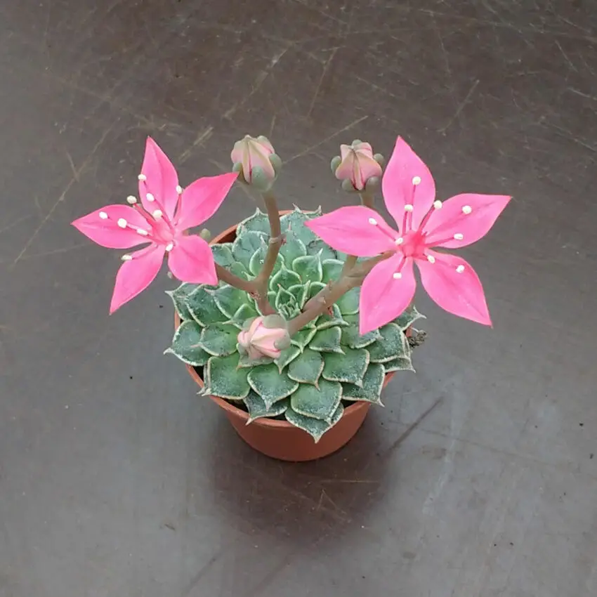 graptopetalum çiçeklenme