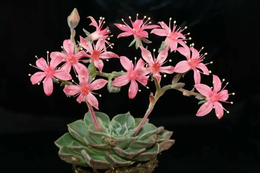 graptopetalum çiçeği