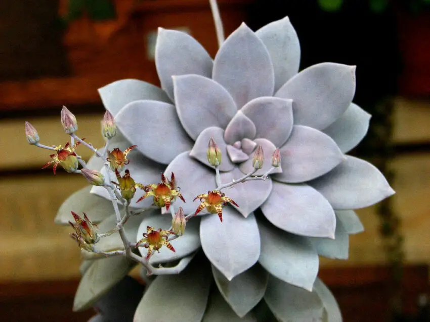 Graptopetalum: evde yetiştirme ve bakım