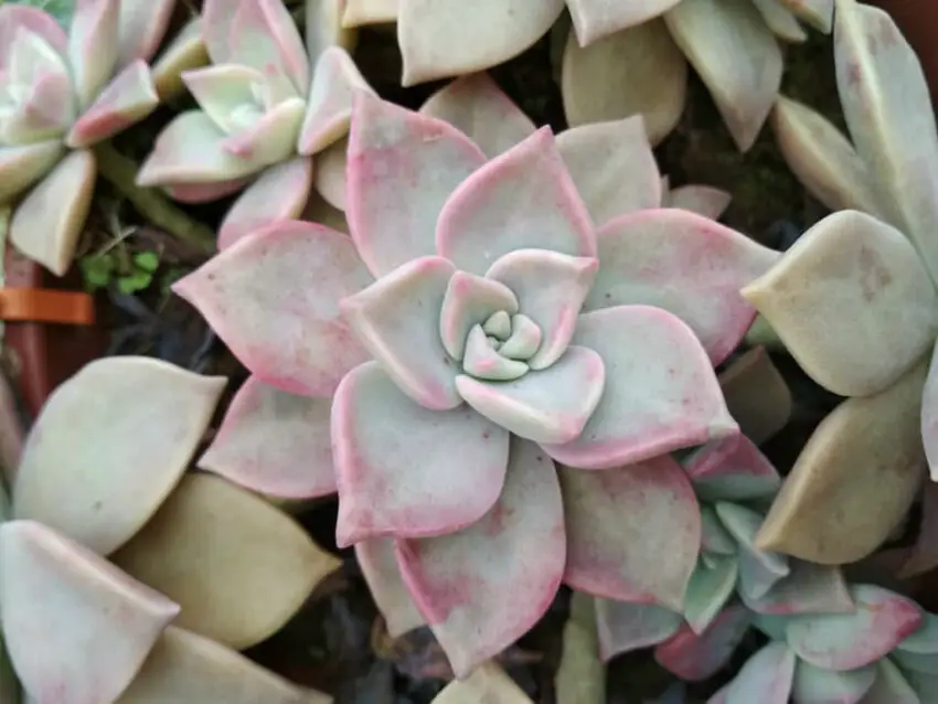 Graptopetalum: evde yetiştirme ve bakım