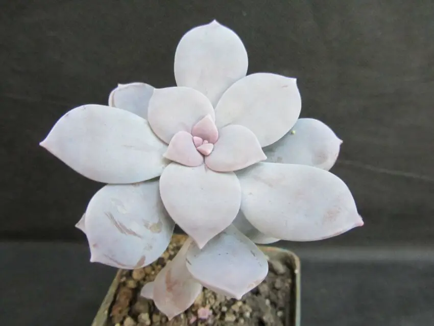 Graptopetalum: evde yetiştirme ve bakım